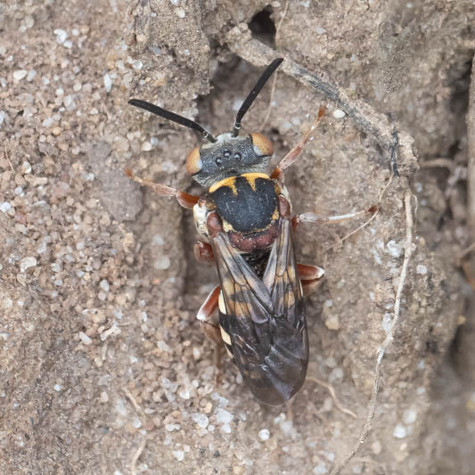 Epeolus cruciger (Red-thighed Epeolus).jpg